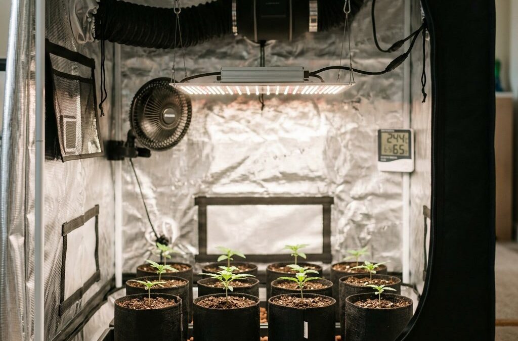 Cannabis anbauen zu Hause: Das Homegrow-Setup für Einsteiger