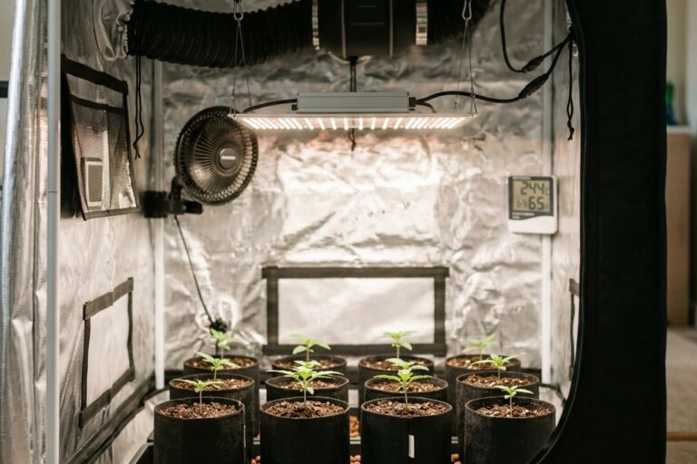 Cannabis anbauen zu Hause: Das Homegrow-Setup für Einsteiger