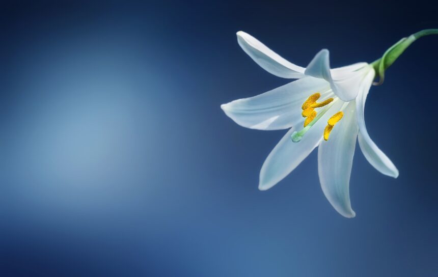 5 pflegeleichte Blumen für den Garten: Unsere Top-Auswahl