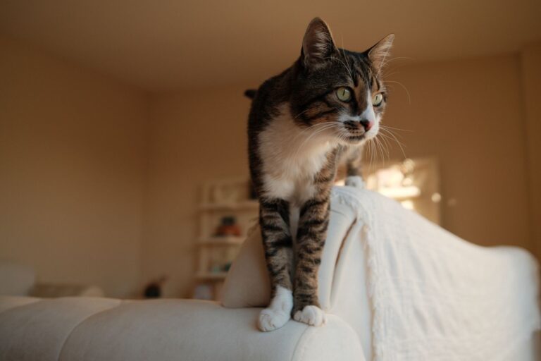 Getigerte Katze sitzt entspannt auf der Lehne eines hellen Sofas im Wohnzimmer