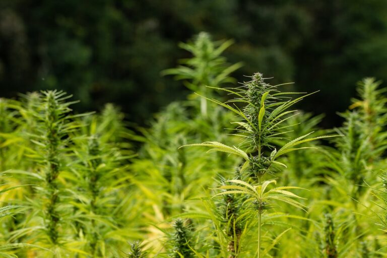 hemp 4438794 1280