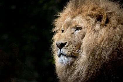 lion wild africa african.jpgautocompresscstinysrgbdpr2h650w940dldosya