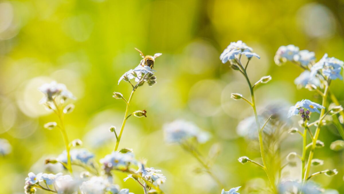 Naturnaher Garten: insekten- & bienenfreundlich gestalten