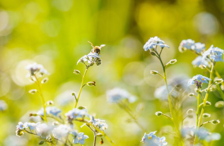 Naturnaher Garten: insekten- & bienenfreundlich gestalten