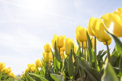 tulips netherlands flowers bloom 159406.jpegautocompresscstinysrgbdpr2h650w940dldosya